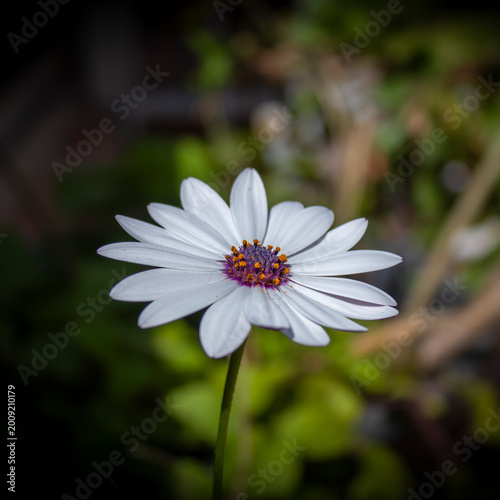 Obraz na plátně Primer plano de margarita blanca con centro oscuro en jardín soleado