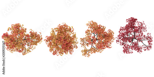 Collection of Acer plants on transparent background from the top view