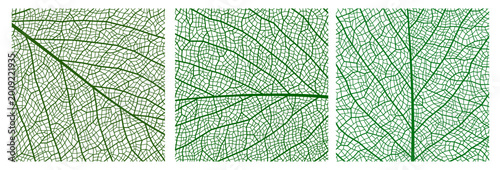 Tableau sur toile Green leaf vein texture, plant cell closeup background