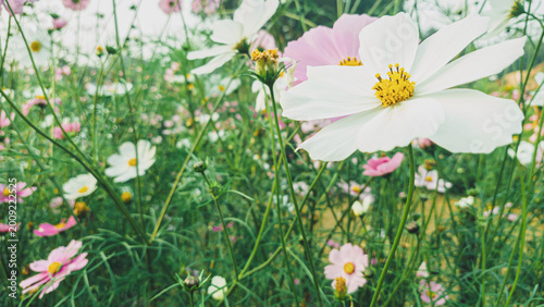 Cosmos flowers in a field white and pink petals natural light