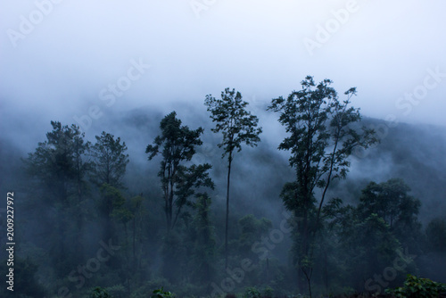 Eery silhouettes of trees, rising from the mist covering the mountains of Magoebaskloof in South Africa.