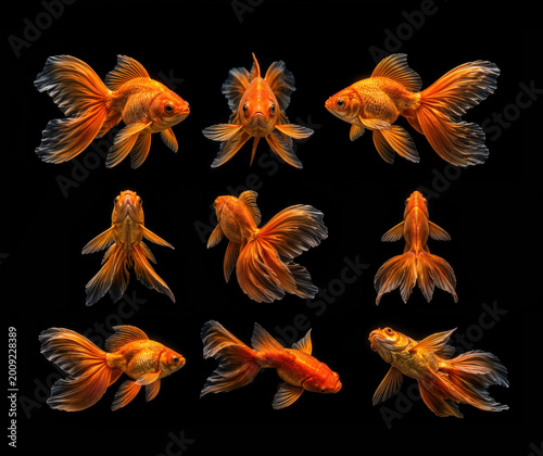 nice goldfish