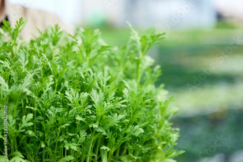 Canvas Print Fresh Leafy Green Vegetable Growing in Garden