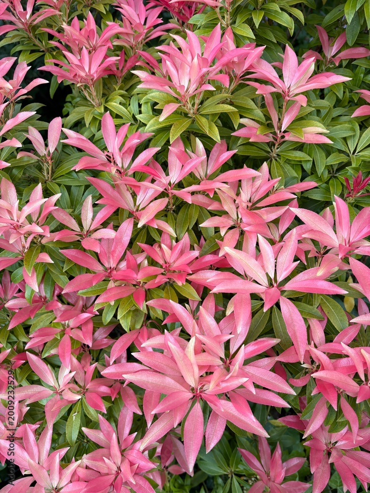 Obraz premium pink flowers background