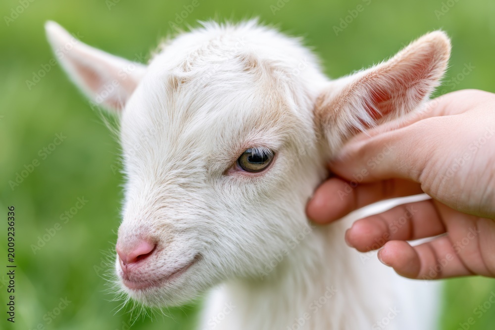 Fototapeta premium Young goat enjoys gentle touch from a person's hand on a sunny day in a grassy field