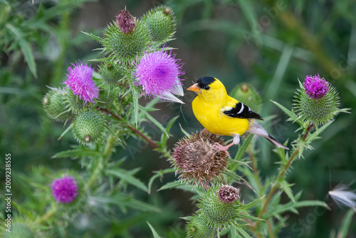 Bilde på lerret A vibrant male American Goldfinch perches on a prickly Bull Thistle plant, gathe