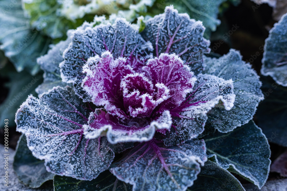 Obraz premium Frosted Ornamental Kale in Winter Garden