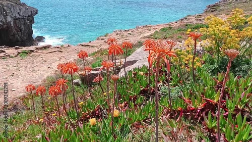 Wild succulents, grasses, and yellow wild blossoms flourish on a rugged Atlantic cliffside as powerful turquoise waves crash violently against the rocky shore under a bright, dynamic sky.