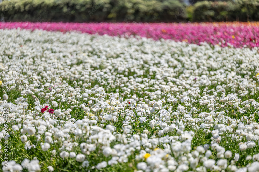 Obraz premium flower field