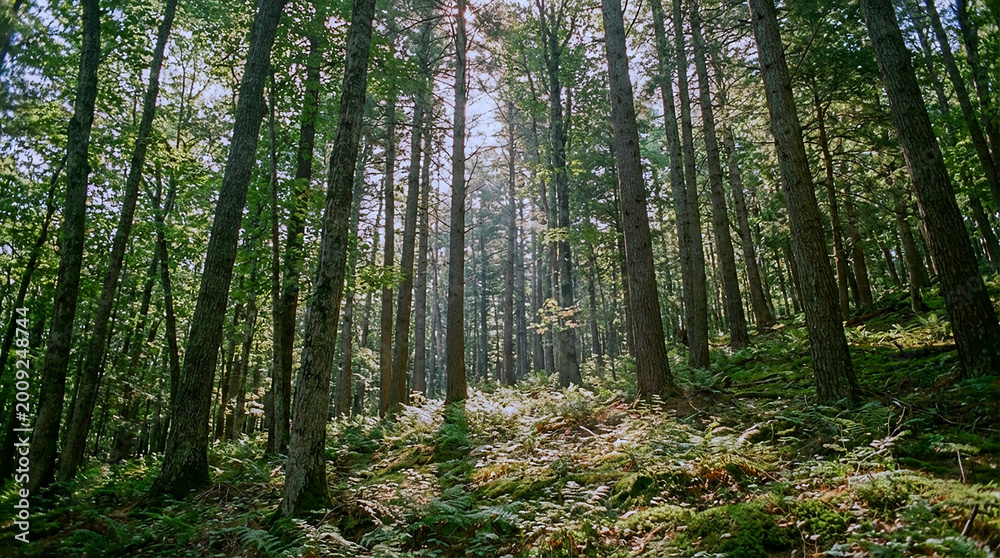 Fototapeta premium A serene forest landscape with tall trees and lush greenery under a bright sky