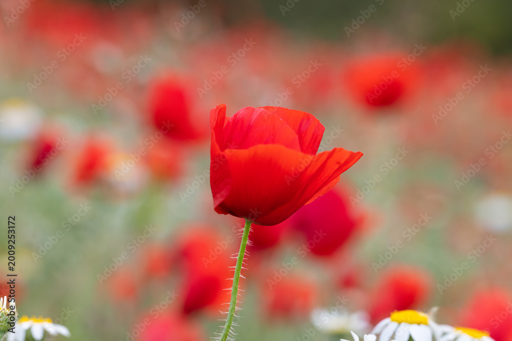 Obraz premium Intimate Red Poppy Macro – Soft Dreamy Nature Background - World biodiversity day