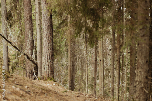 Photos Dense coniferous forest with tall pine trees and a winding dirt path leading thr