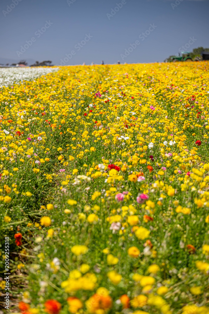 Obraz premium yellow flower field