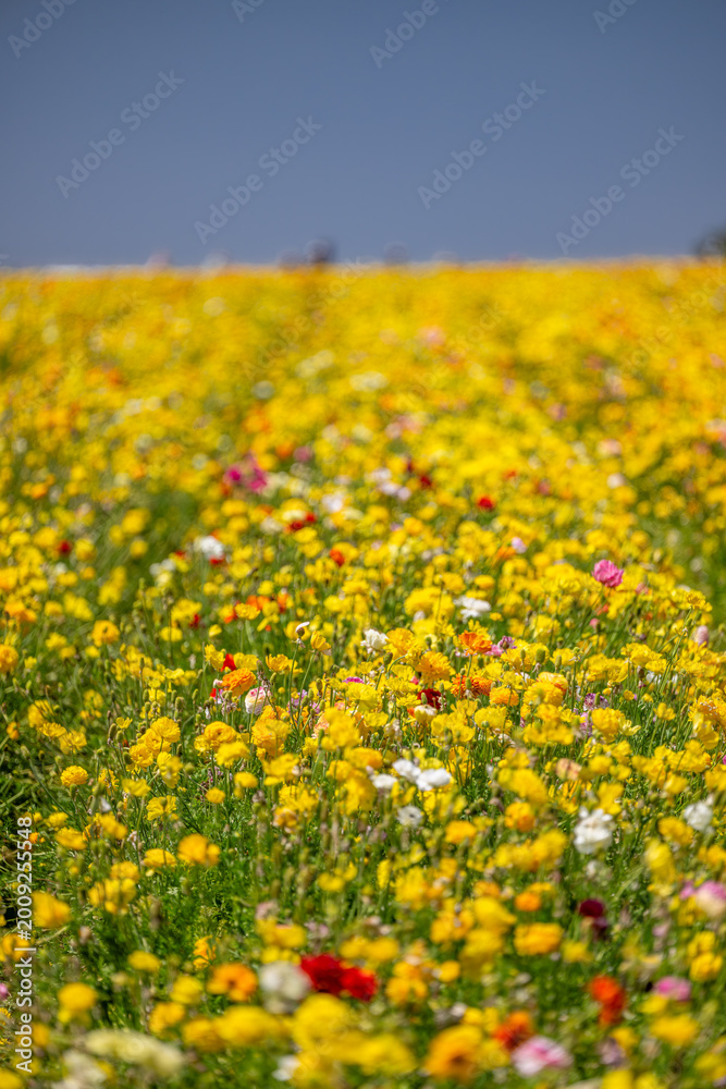 Fototapeta premium yellow flower field
