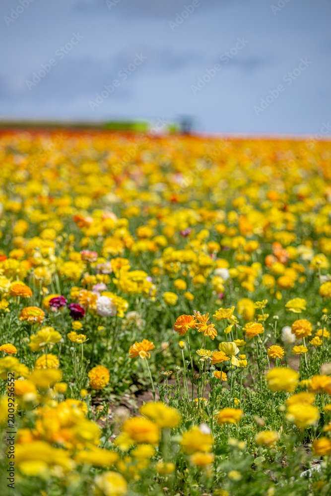 Fototapeta premium yellow flower field