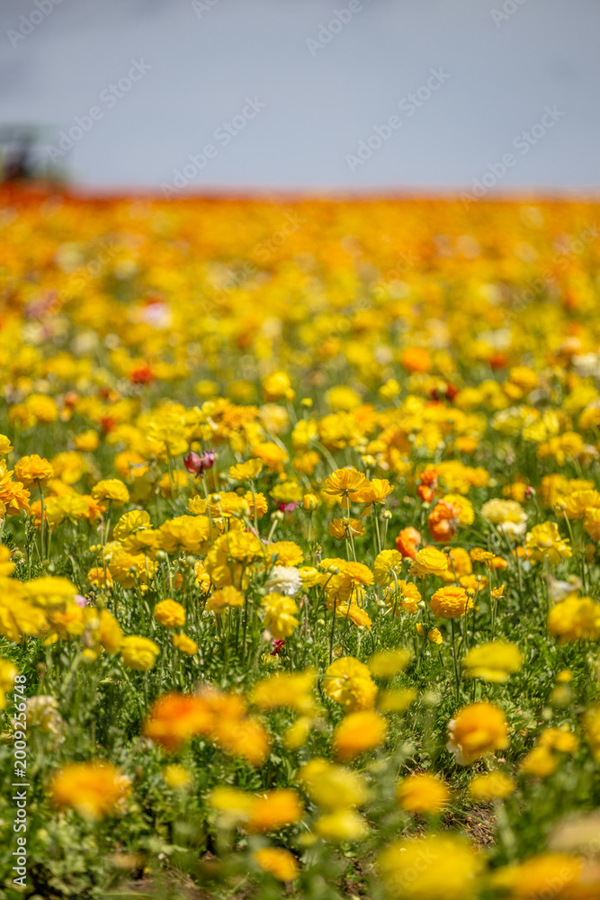 Fototapeta premium yellow flower field