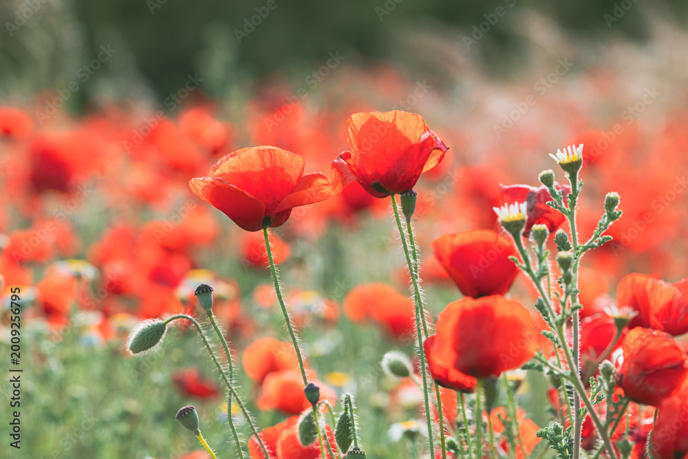 Naklejka premium Sunset Light Over Poppy Field – Spring Wildflower Scene