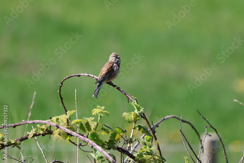Foto the male common linnet (Carduelis cannabina)