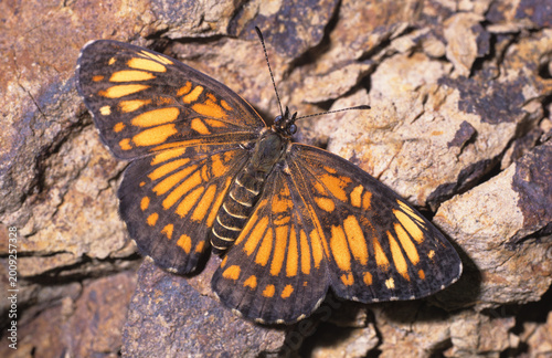 Foto Chlosyne ezra (HEWITSON, 1864), Ezra checkerspot, im Regenwald von Costa Rica