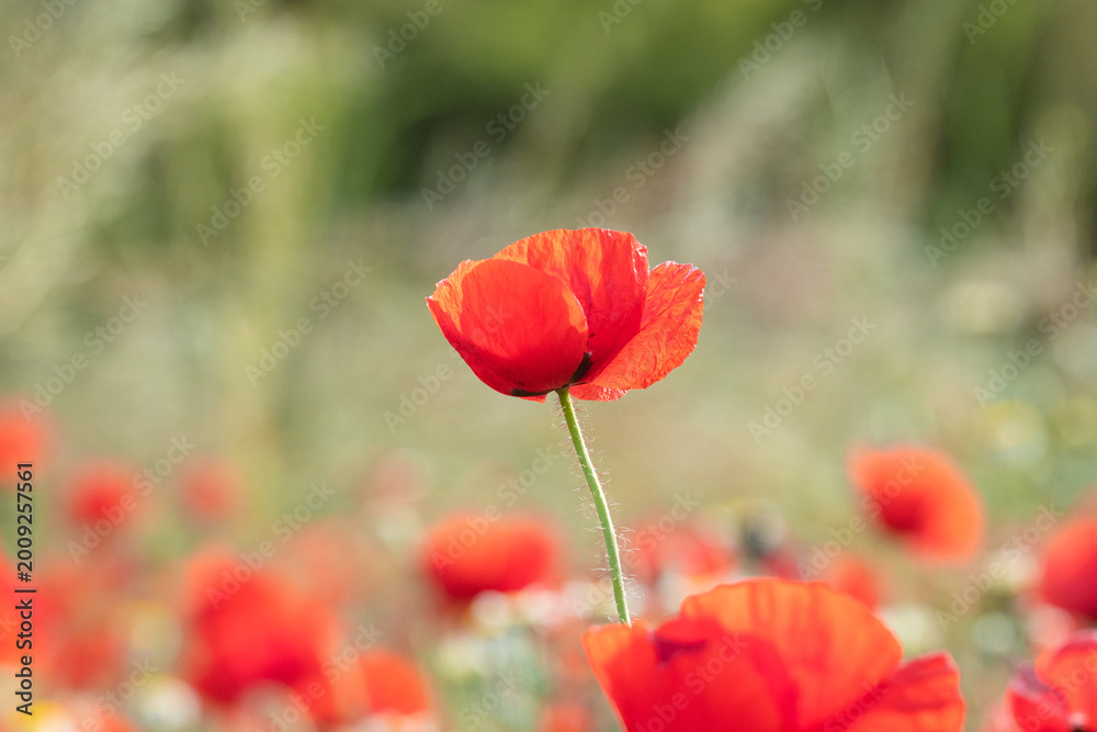 Obraz premium Elegant Nature Macro Red Poppy – Soft Background Blur Photo