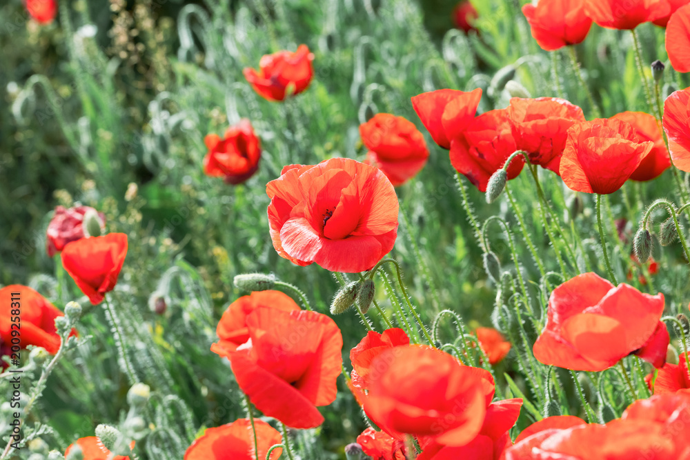 Fototapeta premium Beautiful Spring Poppy Field – Sunset Nature Photography