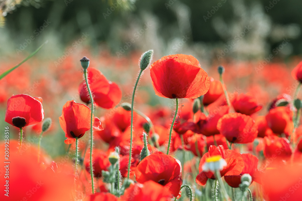 Fototapeta premium Wild Red Poppy Field – Ecosystem and Nature Conservation Landscape