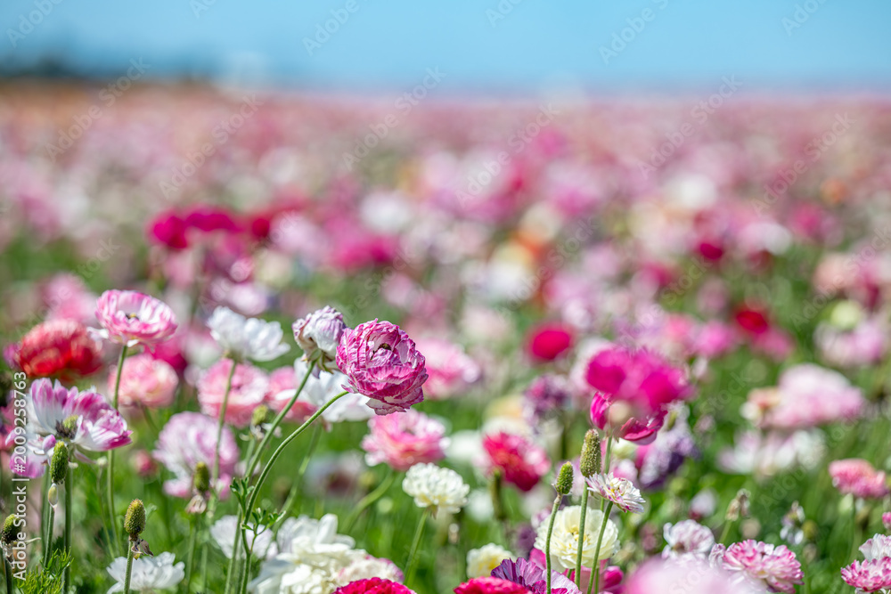 Obraz premium flower field