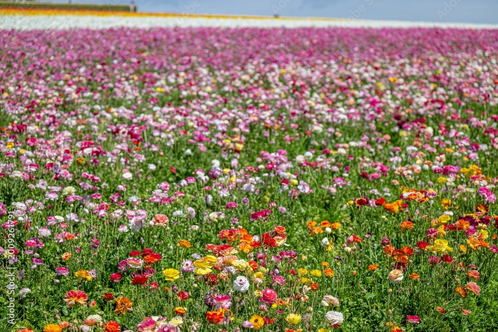 Obraz premium flower field
