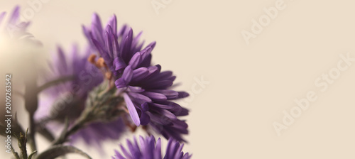 Close-up Smoke Blur selective soft focus cream violet, lilac chrysanthemums, aster Flower bud, petals. Natural macro horizontal background.