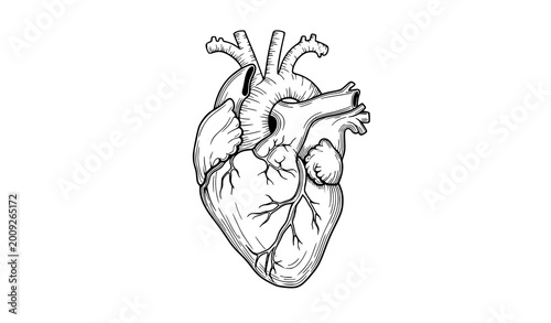 Quadro su tela Black line art anatomical heart shaped human heart detailed medical style vector