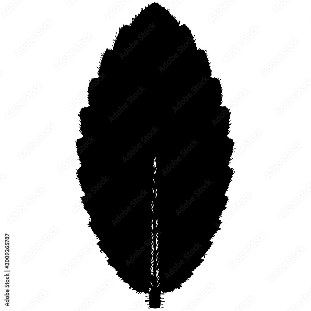Fototapeta premium Black leaf with prominent central vein illustration isolated on transparent background, Vector