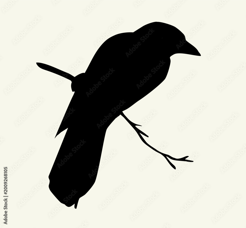 Obraz premium Vector drawing. Bird on white sky backdrop.