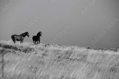Konstfotografi Wild horses on a windswept mountain plateau in black and white