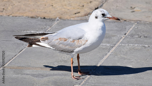 Принти на полотні A seagull stands on a paved stone walkway.