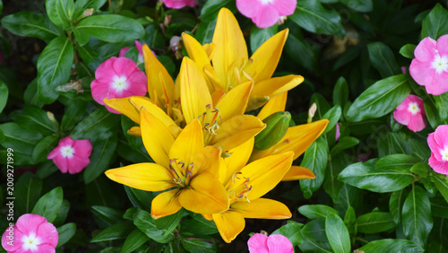 Quadro su tela A vibrant group of yellow lilies in bloom.