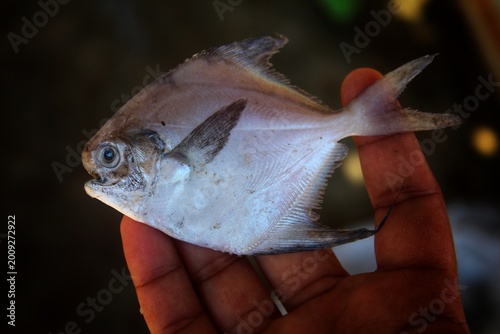 Cuadro en lienzo big silver pomfret fish in hand in nice blur background HD