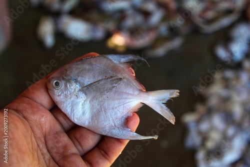 Quadro su tela big silver pomfret fish in hand in nice blur background HD