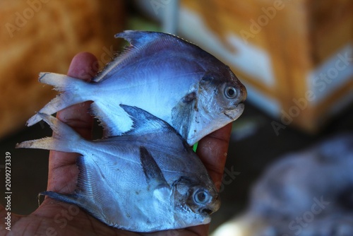 Cuadro en lienzo big silver pomfret fish in hand in nice blur background HD