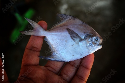 Fotografía big silver pomfret fish in hand in nice blur background HD
