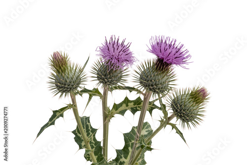 Spiny Milk Thistle Plant with Violet Blossoms Wild Herb Isolated on Transparent Background
