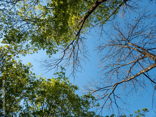 Konstfotografi Living Dead Tree Contrast Spring Green Leaves Bare Branches Blue Sky Nature Symb