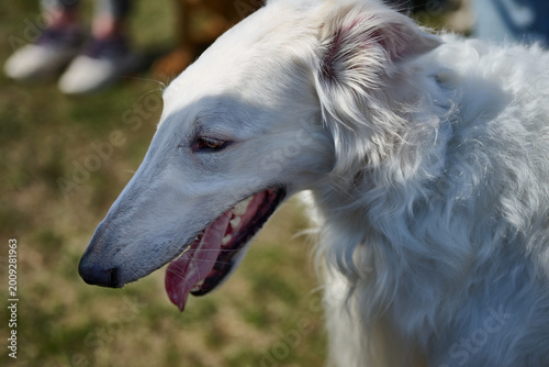 Fényképezés White Borzoi sighthound with long wavy fur panting on a bright sunny day
