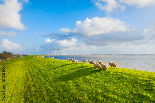 Aerial view of sheep herd on green field with wind turbines near sea and dam. Scenic rural landscape with farm animals, wind generators and cloudy sky at sunset. Renewable energy and agriculture.