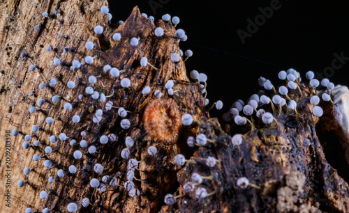 Valokuva Hohenbuehelia cyphelliformis fungus and slime molds (Myxomycota) Didymium squamu
