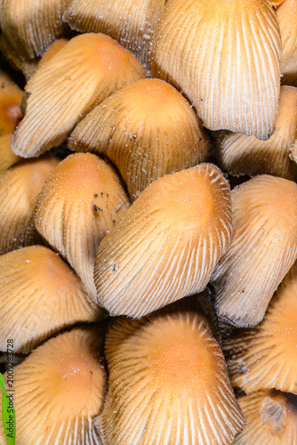 Fotografija A group of glistening inkcap mushrooms Coprinellus micaceus growing beneath a decaying tree