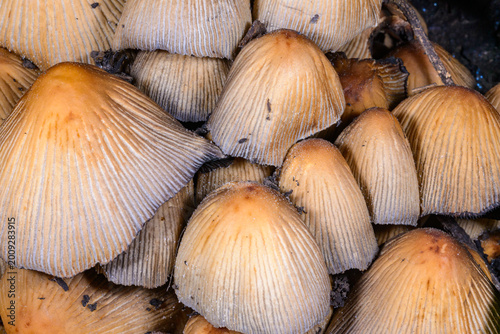 Tableau sur toile A group of glistening inkcap mushrooms Coprinellus micaceus growing beneath a decaying tree