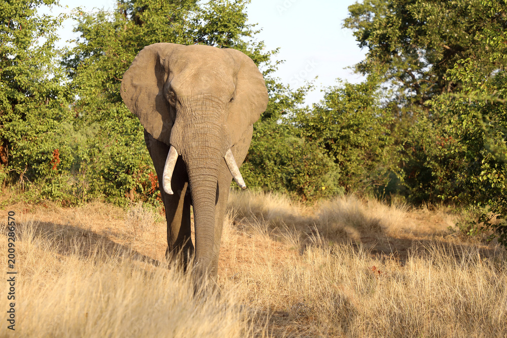 Obraz premium Afrikanischer Elefant / African elephant / Loxodonta africana