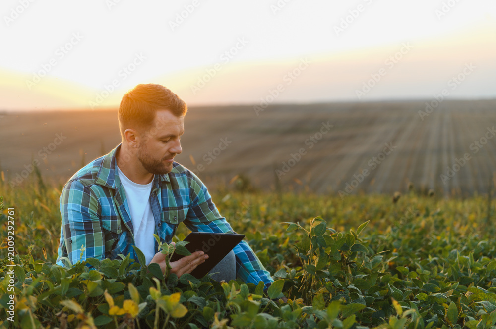 Naklejka premium Farmer examining crops and using digital tablet in soybean field at sunset