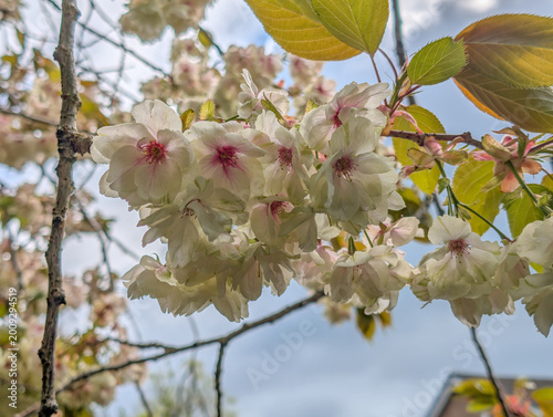 Close up of double Shogetsu cherry blossoms in spring garden