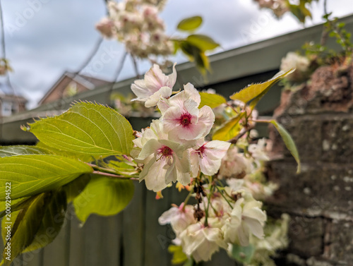 Close up of double Shogetsu cherry blossoms in spring garden